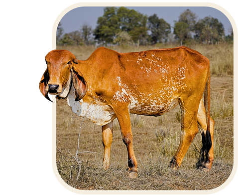 Sacred Indigenous Gir Cow at GIRGO Gaushala